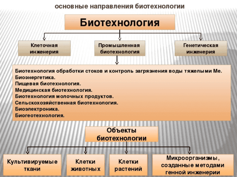 Объект и предмет изучения клеточной инженерии. Основные направления биотехнологии. Методы и направления биотехнологии. Основные направления и методы биотехнологии. Основные направления фитотехнологии.