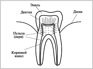 Из чего состоит зуб?