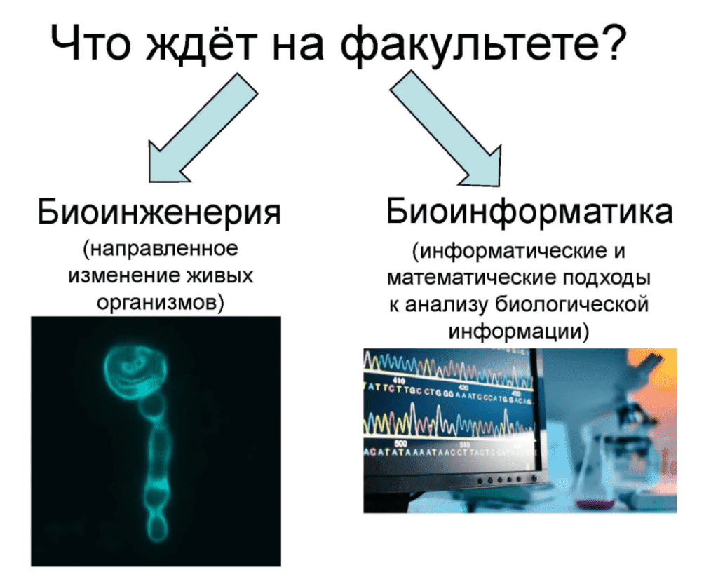 Учебный план биоинженерия итмо