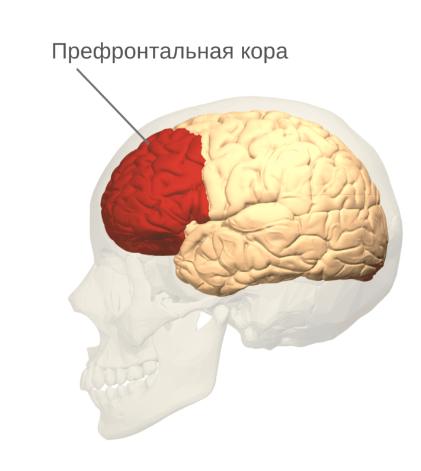 Префронтальная кора головного мозга