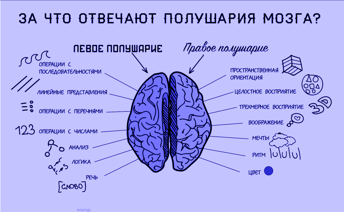 полушария мозга, контрольные работы, психология