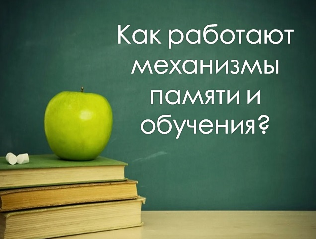 Как работают механизмы памяти и обучения?