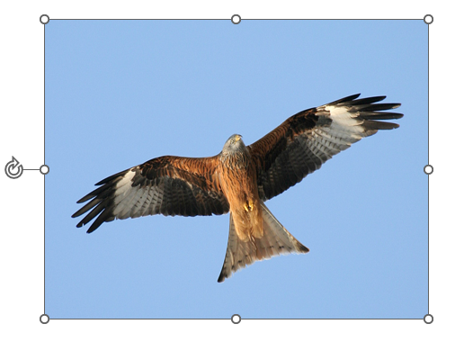 выделяем картинку Исходное изображение