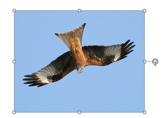 отражение по вертикали Зеркальное отражение картинки