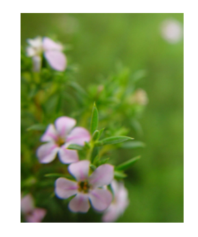 Результат обрезки рисунка