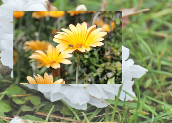 Активировать кнопку «Рисунки или текстура»