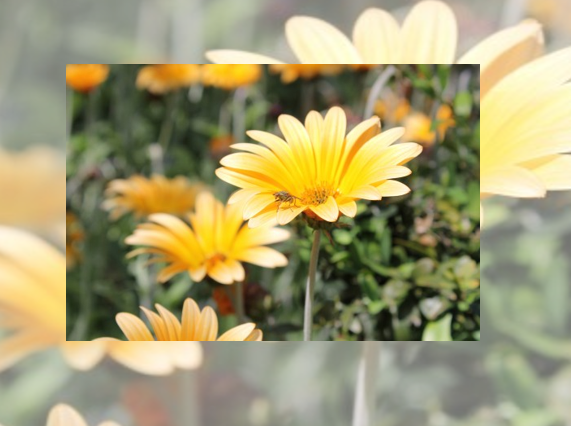 Изменение прозрачности фонового рисунка