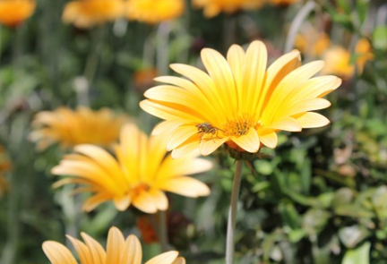 Появление изображения на слайде