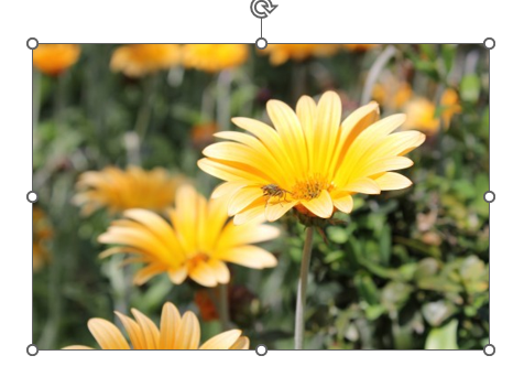 Выделяем изображение